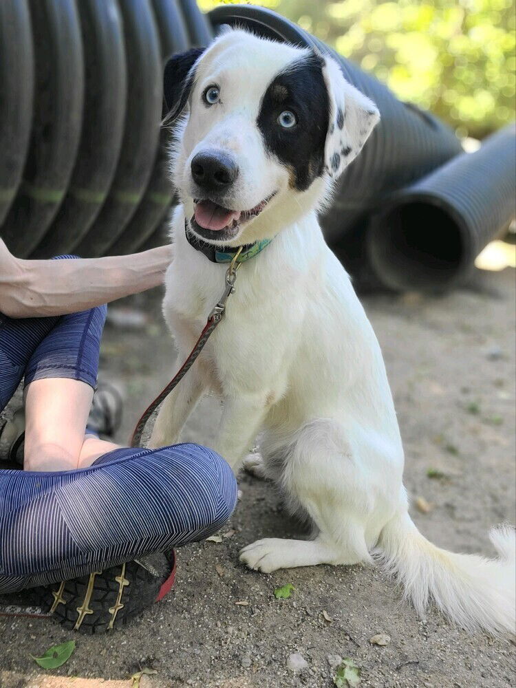 adoptable Dog in Brewster, NY named Horton