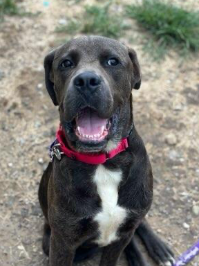 adoptable Dog in Brewster, NY named Thanos