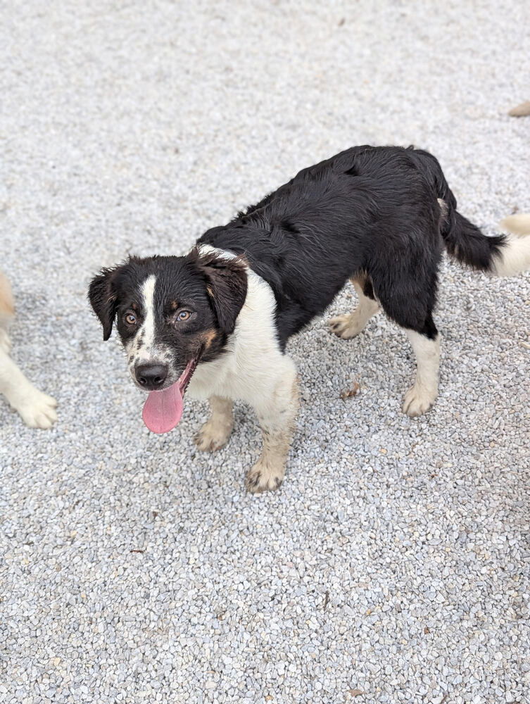 adoptable Dog in Brewster, NY named Freckles