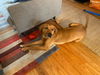 adoptable Dog in Brewster, NY named Sadie the Sweetheart