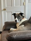 adoptable Dog in Brewster, NY named Bowie