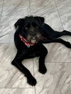 adoptable Dog in , NY named Adele