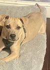 adoptable Dog in , NY named Bop (B Siblings)