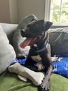 adoptable Dog in , NY named Arabella