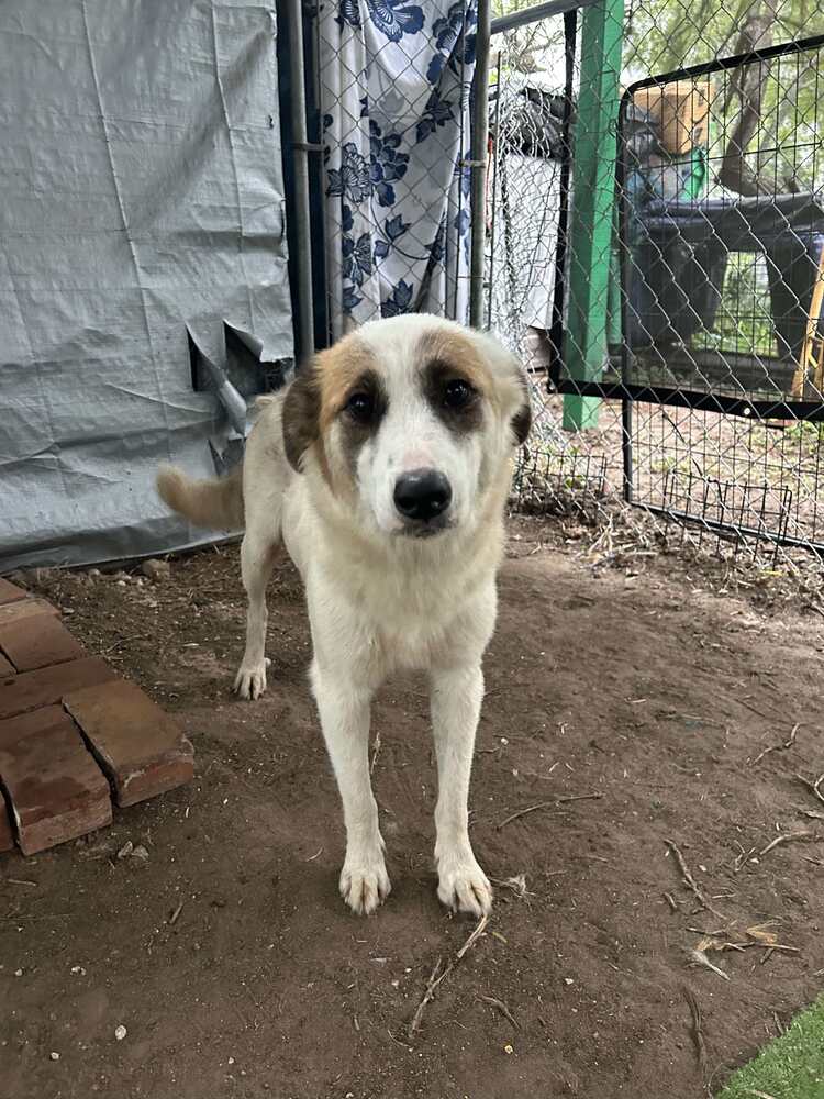 adoptable Dog in Brewster, NY named Strawberry (Sweet as Pie Mama)