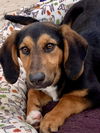 adoptable Dog in  named Karly (K Twins)