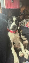 adoptable Dog in , NY named Maisie aka Ivy