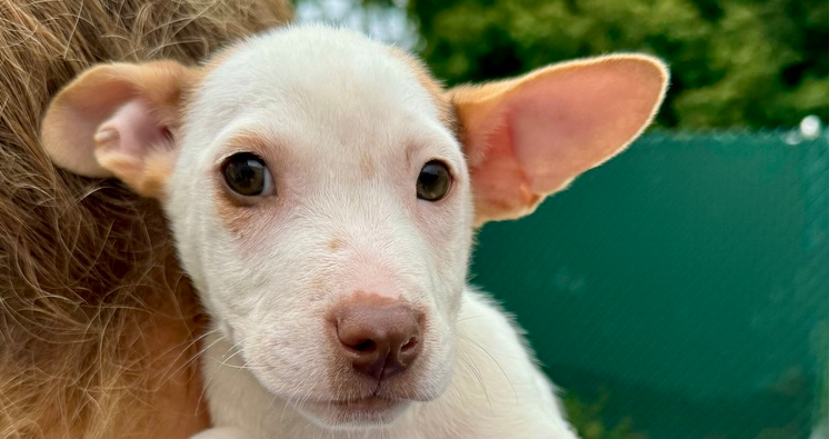 adoptable Dog in Brewster, NY named Guacamole (Megan's Litter)