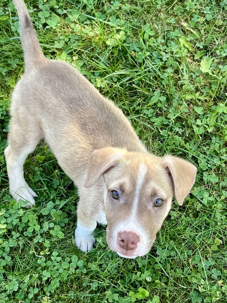 adoptable Dog in Brewster, NY named Nacho (Megan's Litter)