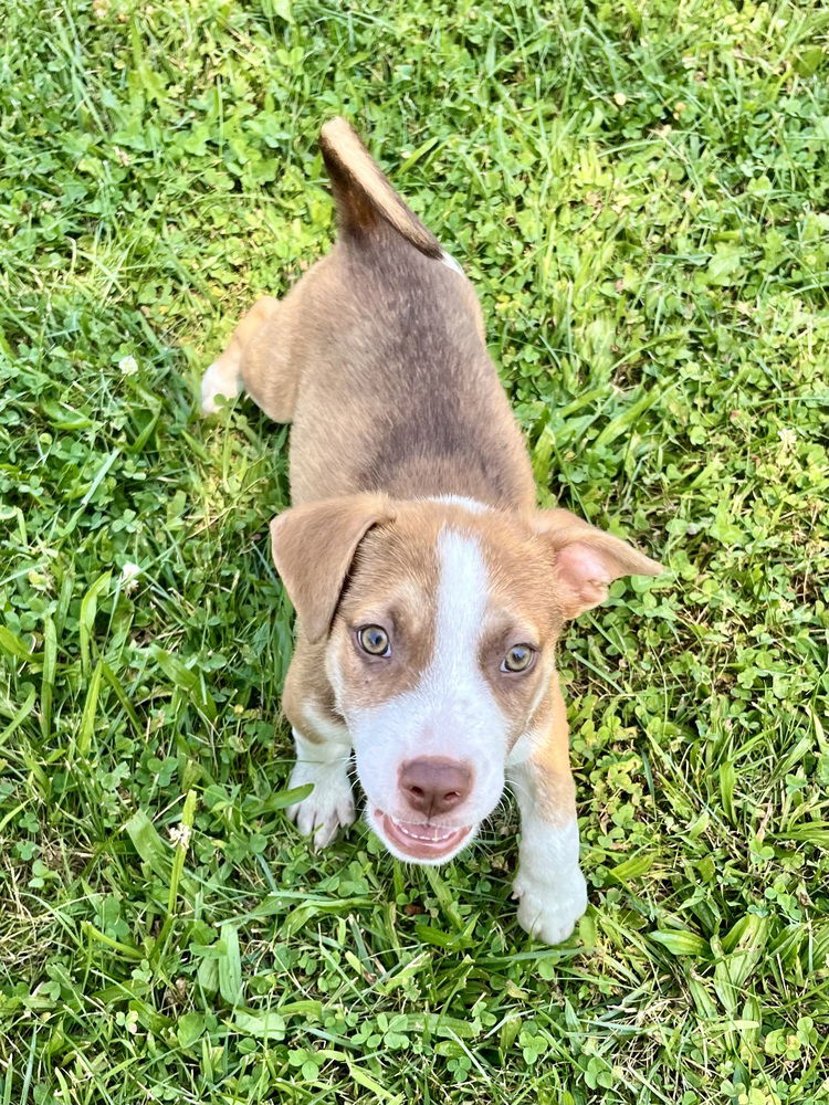 adoptable Dog in Brewster, NY named Taco (Megan's Litter)