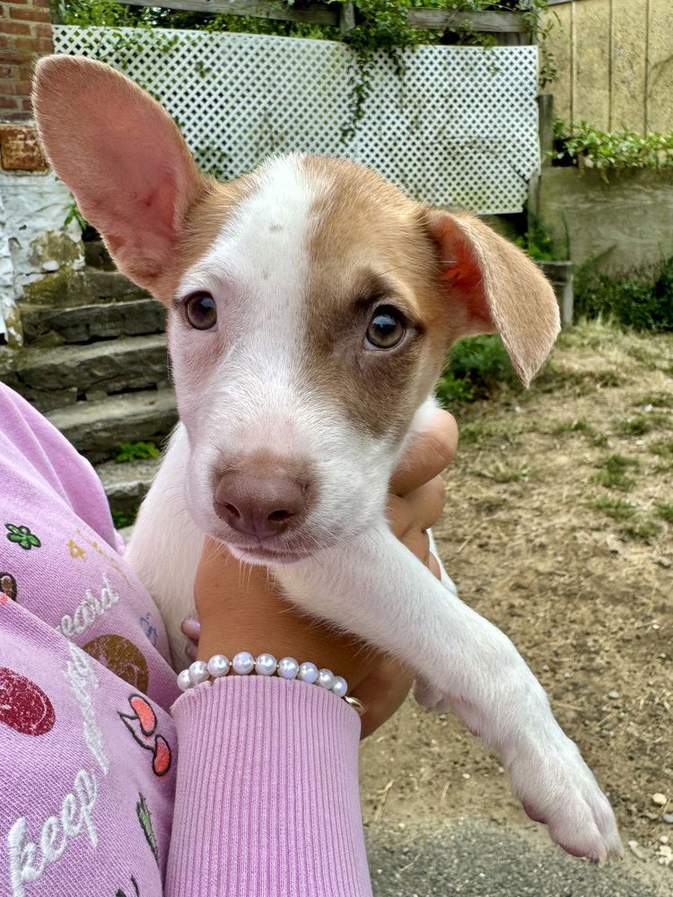 adoptable Dog in Brewster, NY named Tamale (Megan's Litter)