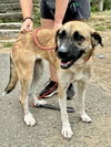 adoptable Dog in Brewster, NY named Patsy