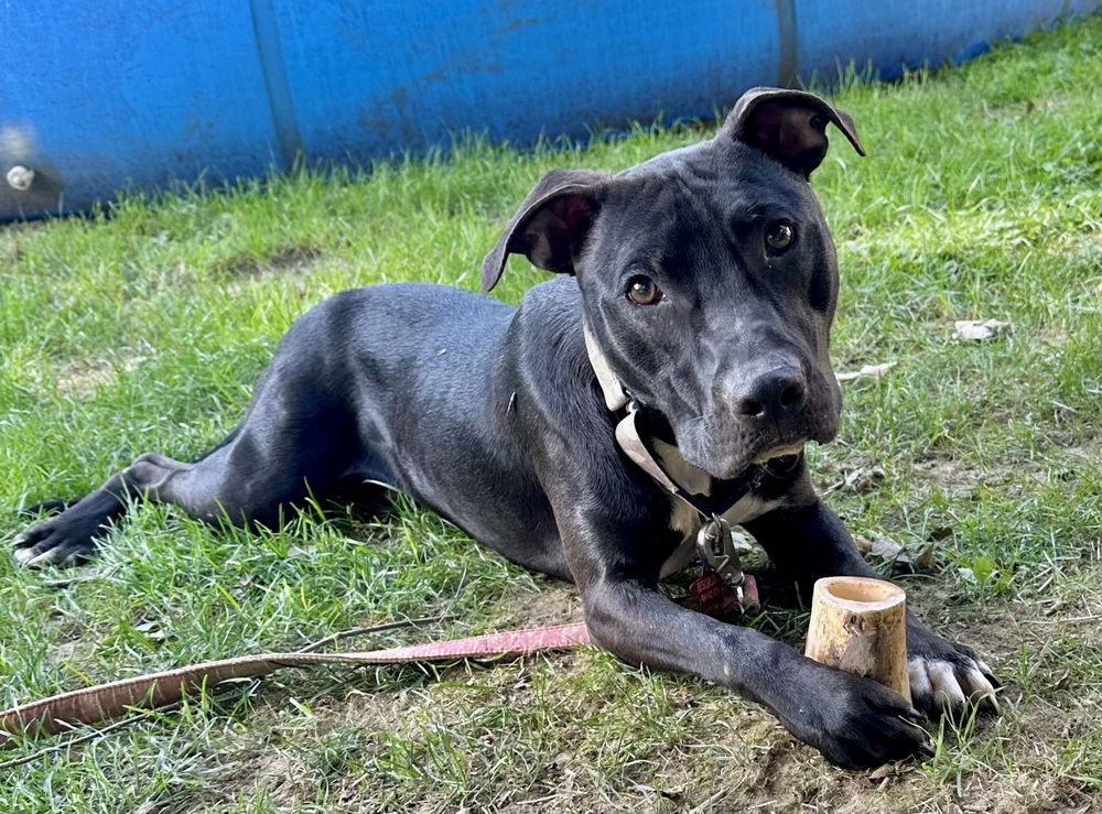 adoptable Dog in Brewster, NY named SJ aka Lenny