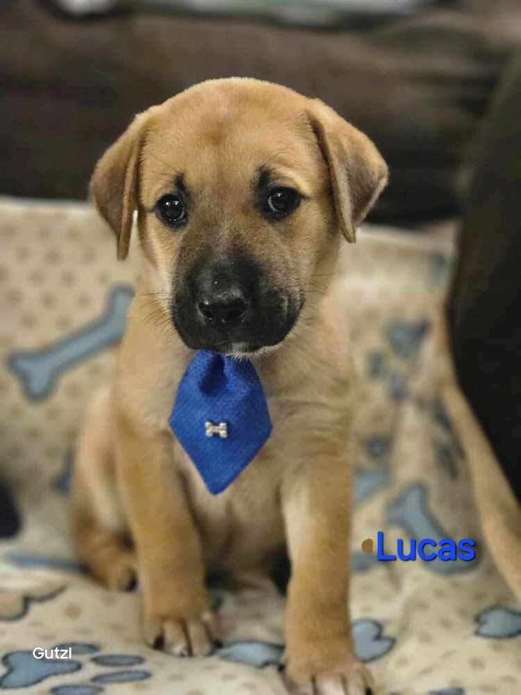 adoptable Dog in Brewster, NY named Lucas (Valley Duo)