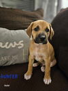 adoptable Dog in Brewster, NY named Hunter (Valley Duo)