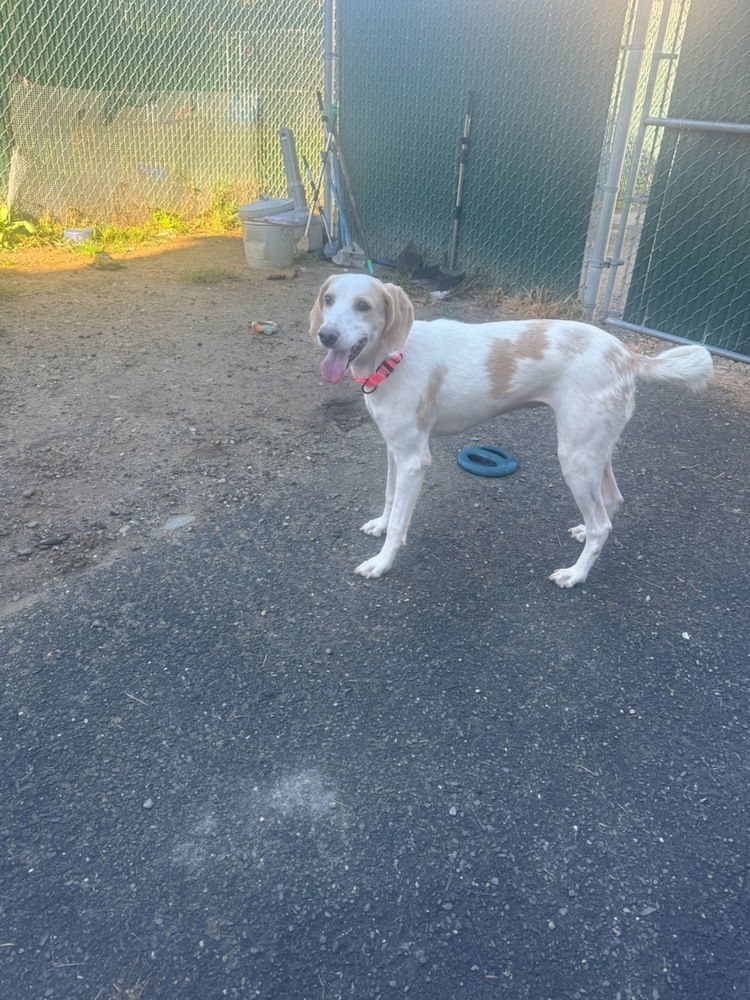 adoptable Dog in Brewster, NY named Lemonade (Carolina Duo)