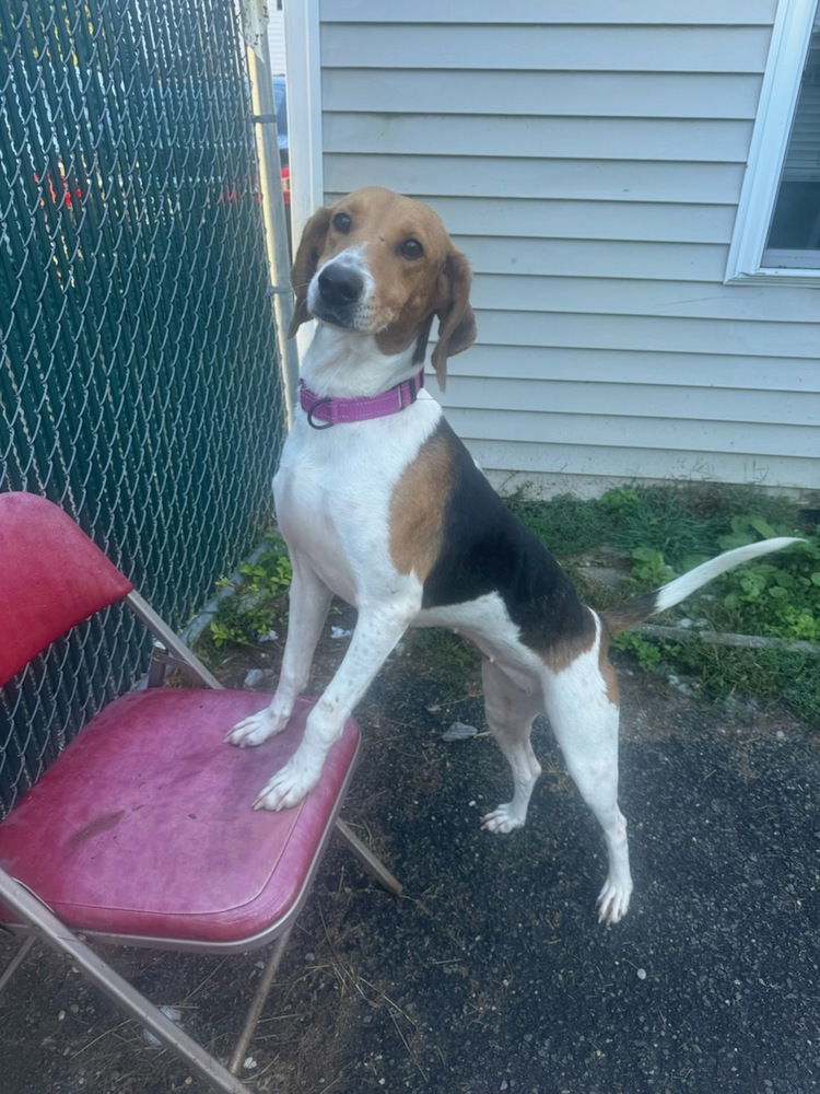 adoptable Dog in Brewster, NY named Daiquiri (Carolina Duo)