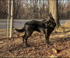 Maverick (Tangerine Litter) - Photo 2