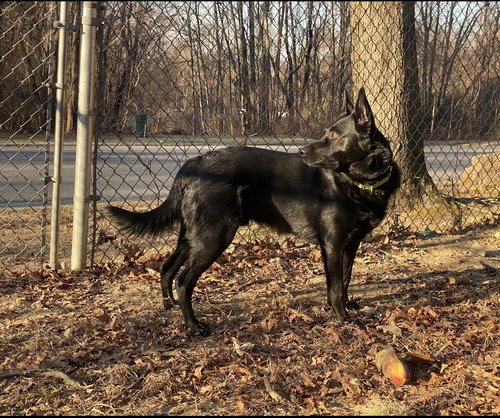 MAVERICK (TANGERINE LITTER) - German Shepherd Dog available for adoption