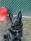 Maverick (Tangerine Litter) - Photo 4