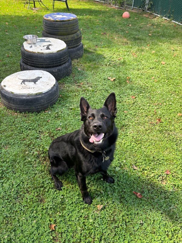 adoptable Dog in Brewster, NY named Maverick (Tangerine Litter)