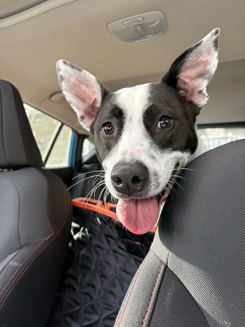 AC - MISS MISTY - Pit Bull Terrier / Labrador Retriever available for adoption