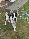 AC - Miss Misty - Photo 2