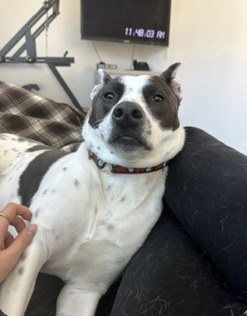 AC - MISS MISTY - Cattle Dog / Labrador Retriever available for adoption