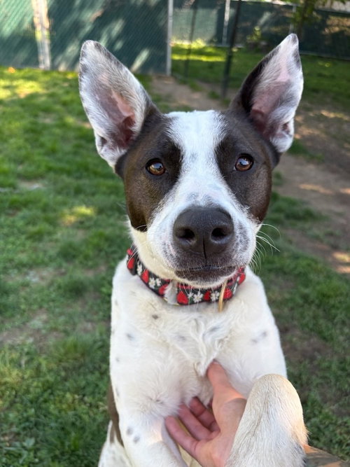 AC - Miss Misty, an adoptable Cattle Dog in Brewster, NY