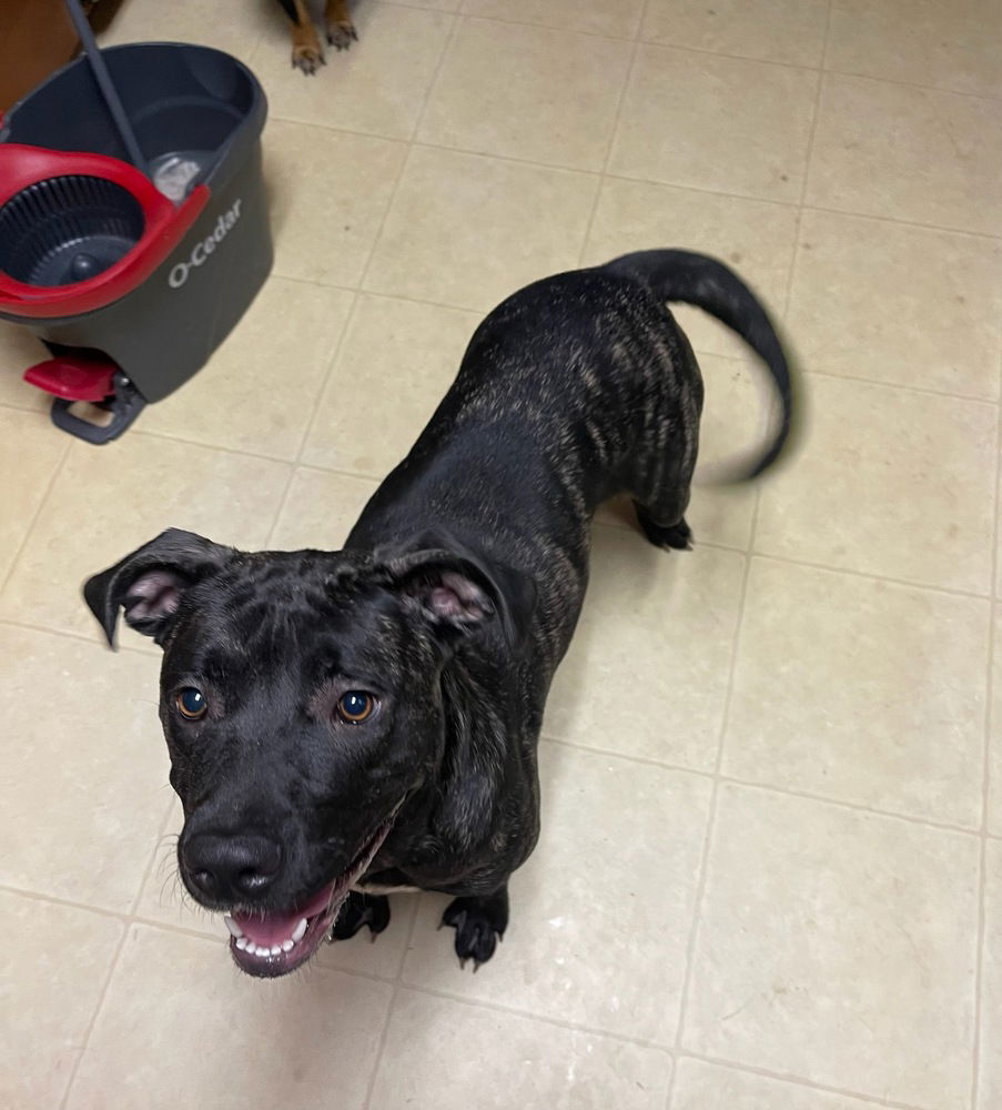 adoptable Dog in Brewster, NY named Amelia