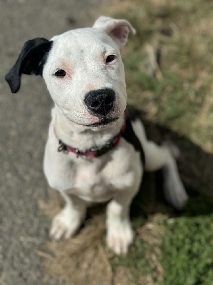 adoptable Dog in Brewster, NY named Michael