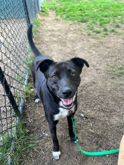 adoptable Dog in Brewster, NY named AC - Samantha