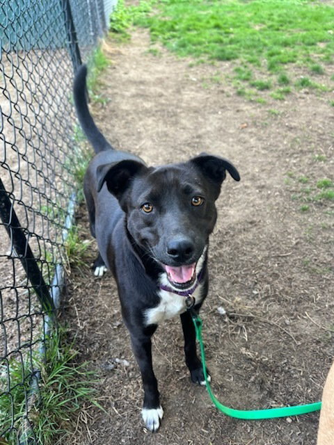 AC - SAMANTHA - Labrador Retriever available for adoption