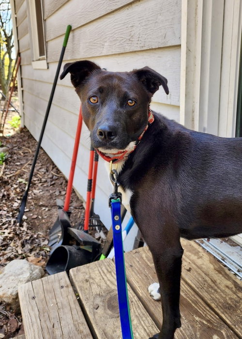 SAMANTHA - Labrador Retriever / Terrier available for adoption