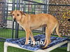 adoptable Dog in Brewster, NY named Fiona