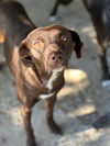 adoptable Dog in Brewster, NY named Dory