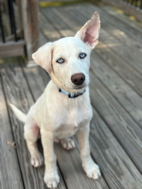 adoptable Dog in Brewster, NY named Collin