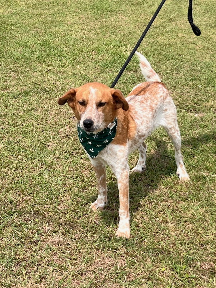 adoptable Dog in Brewster, NY named Zane