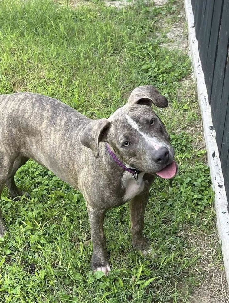 adoptable Dog in Brewster, NY named Starla