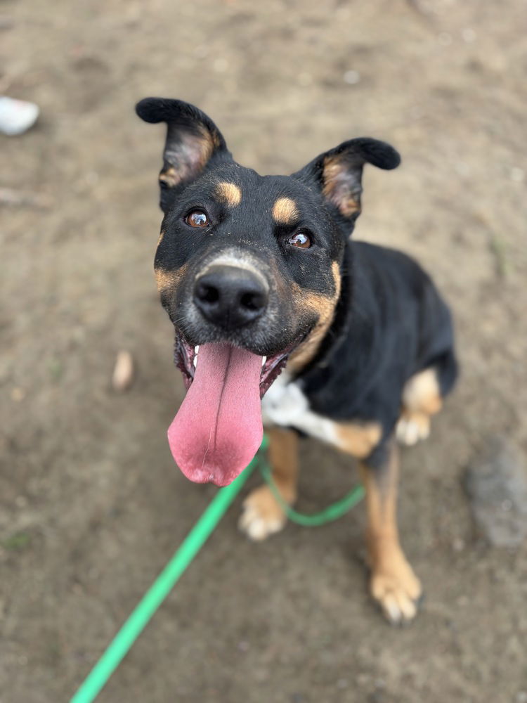 adoptable Dog in Brewster, NY named AC - Cleo