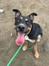 adoptable Dog in Brewster, NY named AC - Cleo
