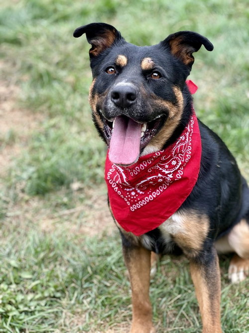 CLEO - Shepherd / Rottweiler available for adoption