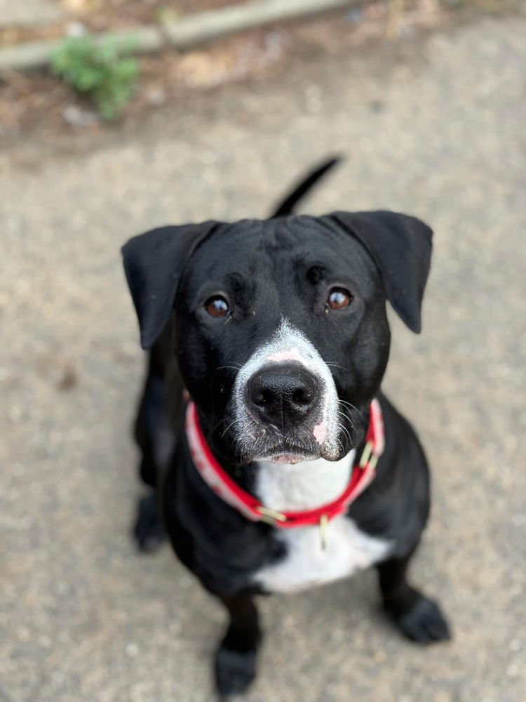 adoptable Dog in Brewster, NY named Sophia
