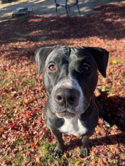 SOPHIA - Pit Bull Terrier / Labrador Retriever available for adoption