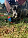 Sophia - Photo 3
