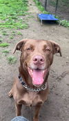 adoptable Dog in Brewster, NY named AC - Romeo
