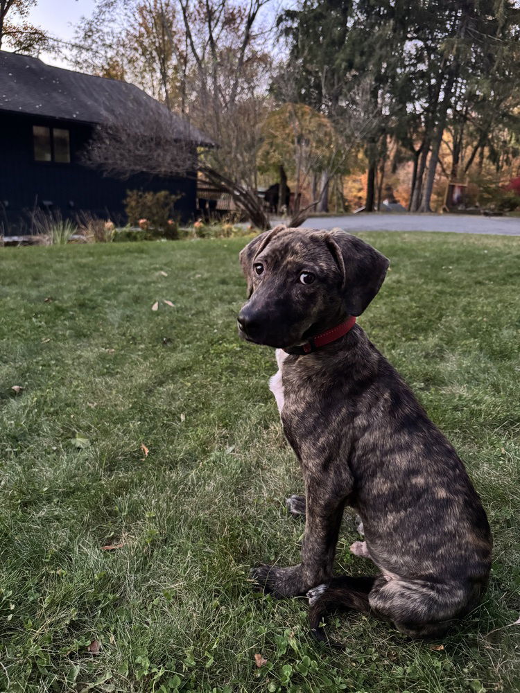 adoptable Dog in Brewster, NY named Ducky aka Han