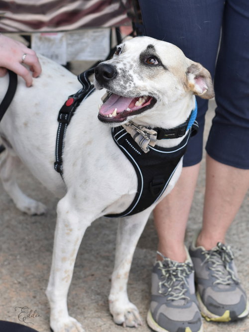 EDDIE - Jack Russell Terrier / Cattle Dog available for adoption