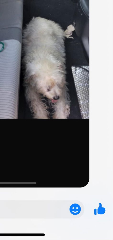 adoptable Dog in Brewster, NY named Moxie