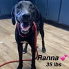 adoptable Dog in  named Ranna